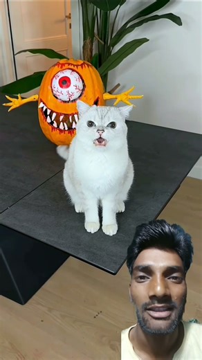 😱#horror #cats #cat #funny #catvideos #shorts #greenscreen #animals #memes #pets #videomic #viral