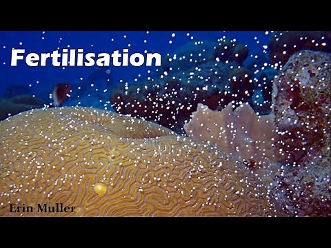 Internal and External Fertilisation