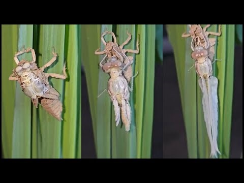 Dragonfly Transformation—From Water Bug to Flying Ace in Minutes! 😮 | The Wise Hub #facts