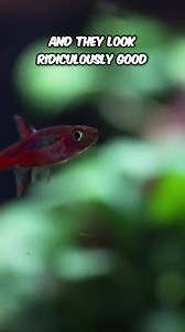 One of the Best Nano Fish Around | Aquarium Co-Op