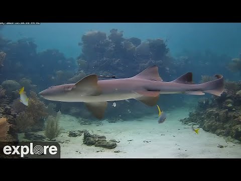Utopia Village Back Channel Underwater Reef Cams powered by EXPLORE.org
