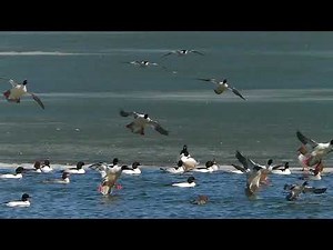 Common Mergansers