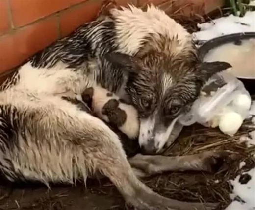 5.1K views · 192 reactions | Dog Abandoned But Resilient: A Heartwarming Rescue Story—[Full story in cᴑmments] | Today News | Facebook