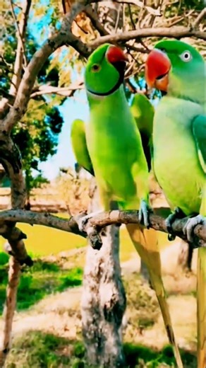 Funniest Naughty Parrots 2026 | Part 2: Impossible Not To Laugh! 🦜😂