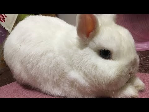 Netherland Dwarf Rabbit | Dwarf Rabbit | White Bunnies Running Fast