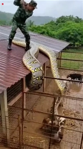 Soldier Attacks Python to Save Dogs