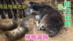 屠夫2000买头苟延残喘老驴，花40修8年棒骨漏蹄，师傅挽救它一命