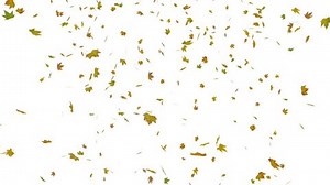 clip-32093005-animation-falling-autumn-leaves
