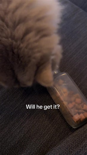 kittens_smart (@kittens_smart)’s videos with A dangerous profession - PBS Nature