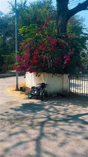 ARMANNN..!!! on Instagram: "🌸🫶🏻 . . . . . . . . . . #lovemarathisong♥️ #flowers #trending #splender #fpyyyyyyyyyyyyyyyyyyyy"