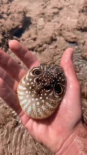 Adorable Puffer Fish Deflates and Amazes 😲