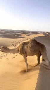 Camels 🐪 have a unique way of climbing sand dunes. Their large, cushioned feet spread out their weight and prevent them from sinking into the soft sand. They use their long legs and powerful muscles to push themselves up the steep slopes, slowly but steadily making their way to the top. #ramzanfans83 #hajj1445 #hajj2024 | Hazrat Sufi Muhammad Afzal Shah Naqeebi