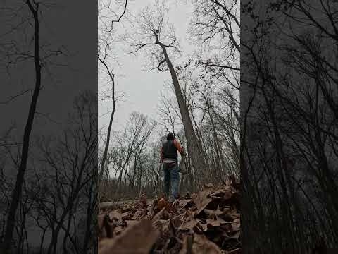 Enjoy the sights and sounds from a "Day in the Woods". No music, no narration #asmr #sightsandsounds