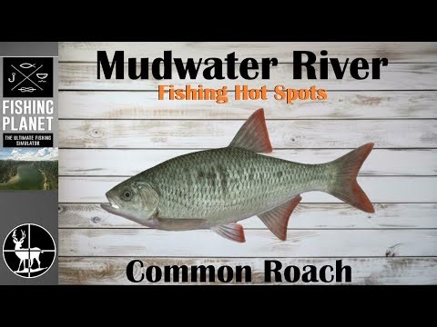 How To Catch Common Shiner | Mudwater River | Fishing Planet Hot Spots