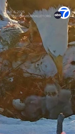 1.9M views · 47K reactions | Big Bear's beloved bald eagle couple, Jackie and Shadow, have welcomed three eaglets into the world! https://abc7.la/4iJFaAX | ABC7 | Facebook