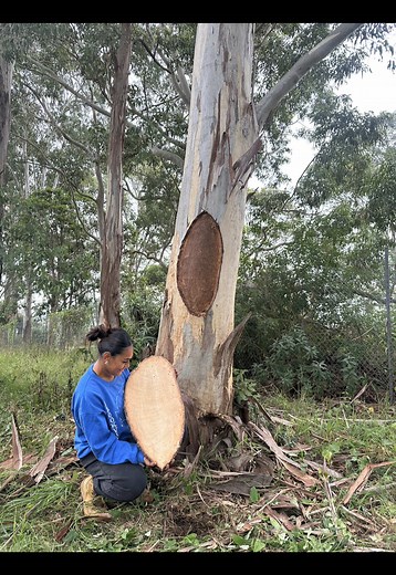 Tataya Cuts First Coolamond: Beginning of the Scar Tree Process