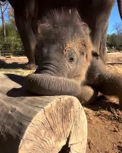 POV: it’s week two of winter break and you really need a nap … but also want to play 🤪🐘 📸: Keeper Gabby | Fort Worth Zoo