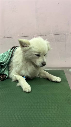 Surgical Procedure for Pyometra in a 12-Year-Old Dog