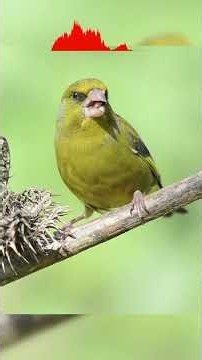 Greenfinch Calls & Song | Chloris chloris