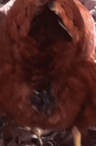 Why is poop stuck on my chickens butt? [2025] | QAQooking.wiki