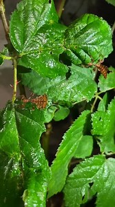 2K views · 119 reactions | Spot the leaf insects for Stick Insect...