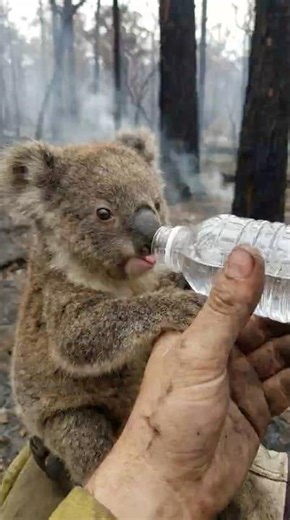 !POV: Rescuing a Thirsty Koala from a Bushfire 🐨🔥#shorts #viral