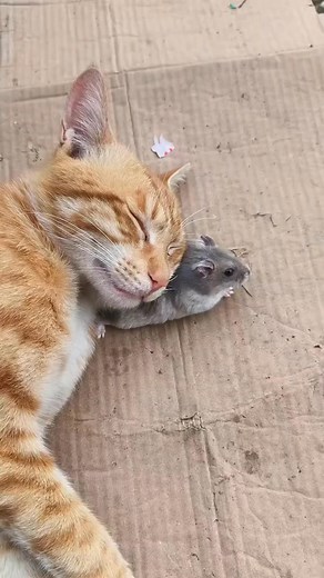 #comedy | Elvira Purecel