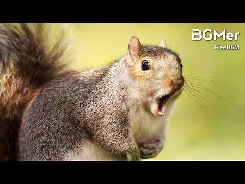 フリーBGM [そんなバカな！]