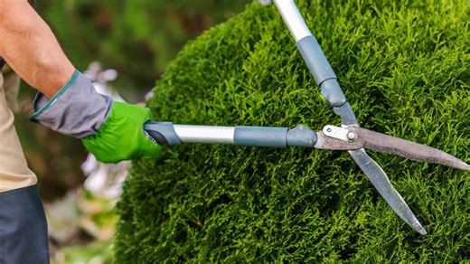 Shrubs can add variety, texture, color, and privacy to your landscape. Like any other plant, they do require proper care. Newly planted shrubs can require a little more work than well-established shrubs. In this video, we go over properly caring for your shrub from planting to pruning. | The Davey Tree Expert Company