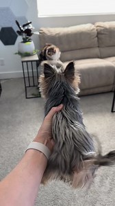 Our Cat and Dog 😂 | Cat and Dog