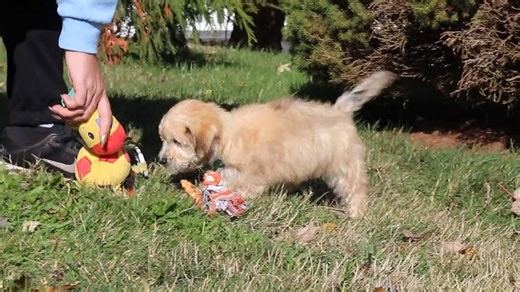 Morkie  Yorktese puppy for sale