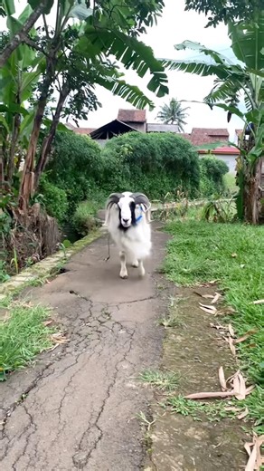 Jalan jalan . Domba milik pdp jagat satria #dombagarut #domba #sukadombaofficial #goat
