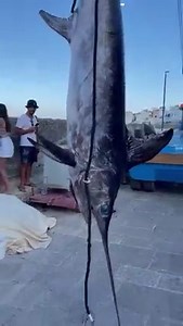 16K views · 24 reactions | Enorme pesce spada da 229 kg pescato a Marettimo | RADIO ONE | Facebook