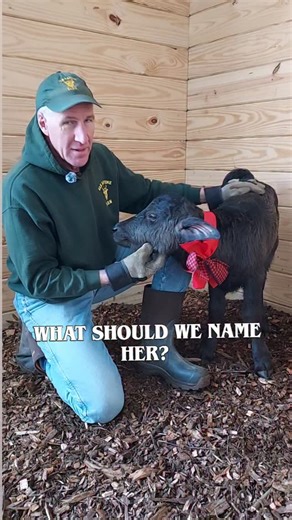 What would be a cute name from the children's movie "Frozen" that would fit her? Her mom's name is Anna, her mom's sister is Elsa, and Elsa's calf is Olaf. So what do you think? I find that the water buffalo are extremely sweet and loving when handled from birth. And they are much nicer to each other than the Scottish Highlanders. Please stay warm and enjoy this beautiful sunshine we are having today! And just remember, the sun is always shining...it just gets obstructed from our view by things 