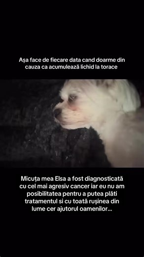 Daca aveți animăluțe care vă sunt alături si vi-se pare ca ceva nu este în regulă cu ei faceți o vizită la veterinar pentru ca este foarte important la micuta primul semn a cancerului a fost cum sforăie apoi a continuat sa se agraveze din ce în cel mai rău iae tratamentul este atat de costisitor încat din pacate nu am posibilitatea pentru a-l putea plăti implor oamenii sa ma ajute sa strâng fondurile pentru tratament urmează sa facă chimioterapie va rog să-o sprijiniți voi sunteti singura ei san
