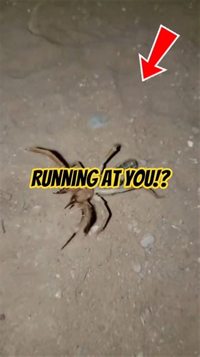 This Bug Runs Toward You Instead of Away 😨 #spider #facts #didyouknow