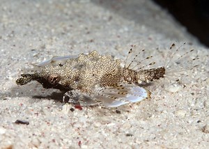 Marine Species: the Seamoth • Scuba Diver Life