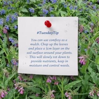 1.9K views · 20 reactions | Comfrey is a must-have plant for the...