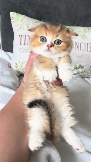 Dumpling Munchkin #munchkin #kitten #foryou #kittensoftiktok #catsoftiktok #tinyfoldmunchkin #cat #meow