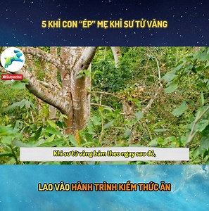 Năm chú khỉ con gây áp lực rất lớn lên khỉ sư tử vàng mẹ, khiến chúng phải dấn thân vào một cuộc phiêu lưu | Craft Ideas