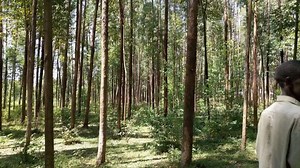 15K views · 28 reactions | EUCALYPTUS TREES Mature grandis eucalyptus trees for sale Age: 12 years old Quantity : 13 acres Price: Ksh 400,000 per acre. Clear cutting. Uses: Ideal for Timber, power poles, fencing Poles, firewood, etc Location: Bungoma county. Call: 0720548325. | Engoho KukuFarmer | Facebook