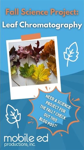 Fall Science Project: Leaf Chromatography #shorts