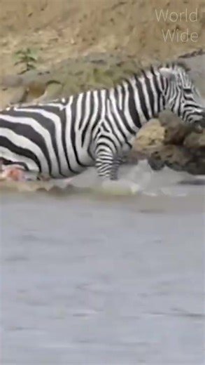 8.2K views · 93 reactions | Crocodile attacks Zebra, the metal version of National Geographic | Discover TV | Facebook