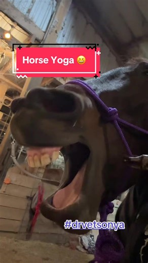 Equine shutdown activities. Using yoga blocks and shaving bot fly eggs. #drvetsonya #equinehealth #horsestretch #tiktokencyclopediacontest