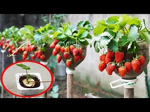 Vertical Strawberry Garden Using Plastic Bottles
