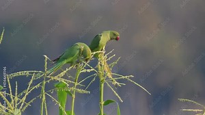 Rose-ringed Parakeet birds in Thailand and Southeast Asia.