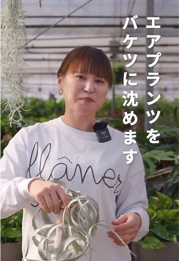 エアプランツの水やり方法と育て方