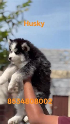 wolf #pets #petshub #puppy#husky #cute #husky
