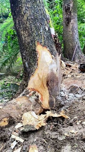 Felling a Massive Raintree 🌲- The Golden White Wood Inside is Unbelievable! Axe Only #satisfying