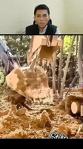 Strongest tree | TheGamma